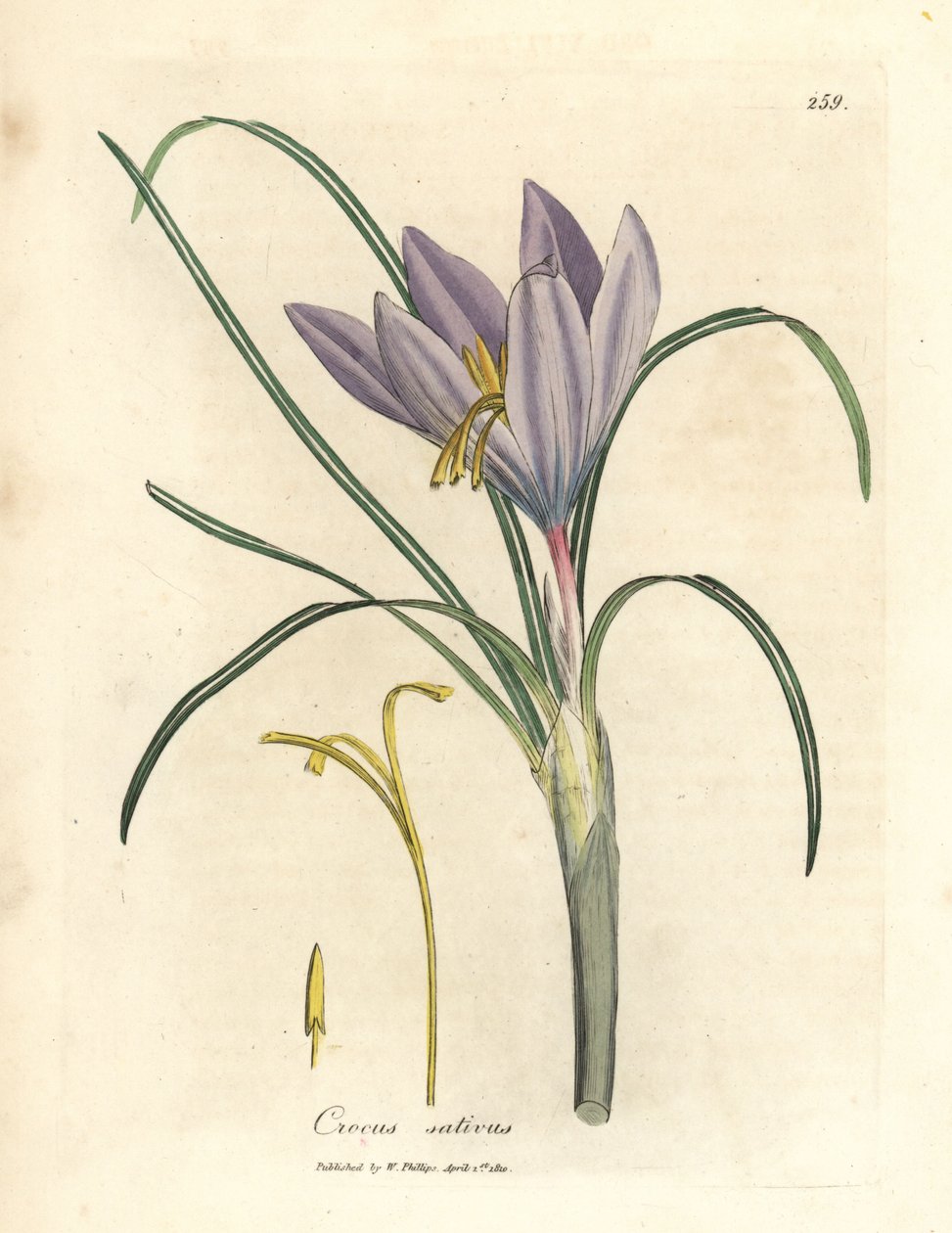 Saffranskrokus, Crocus sativus av James Sowerby
