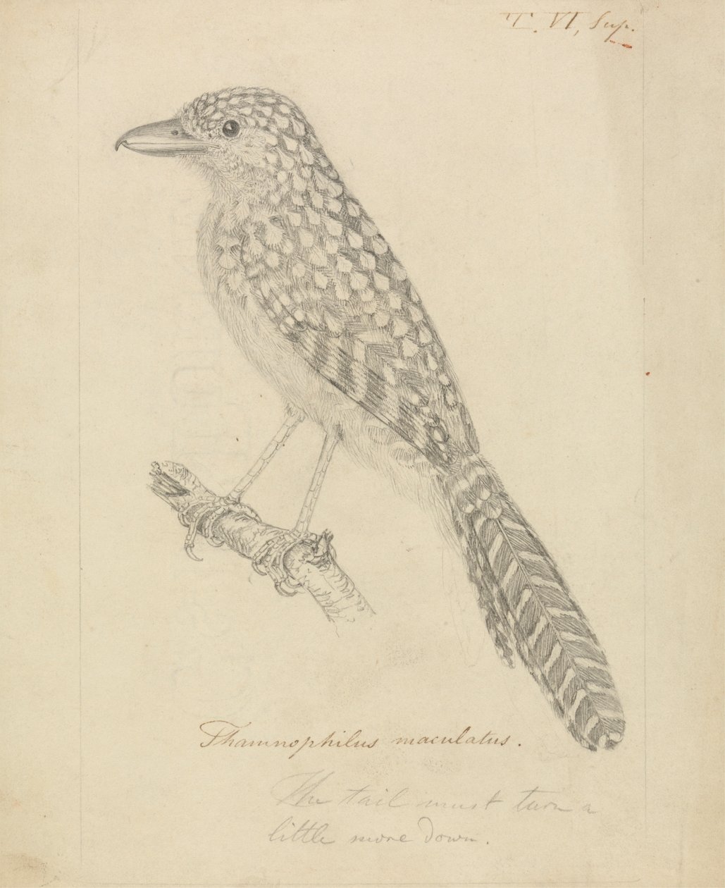 Fläckryggad myrshike av James Sowerby