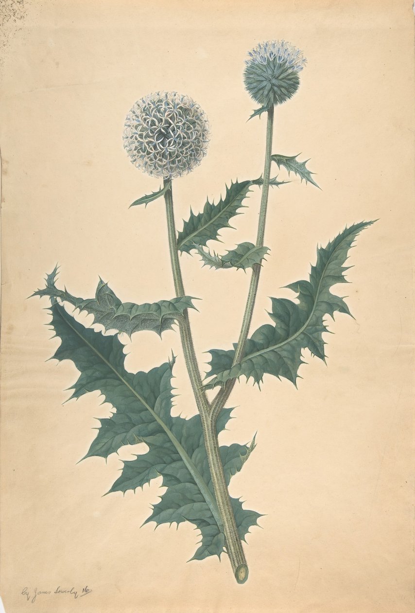 Studie av en tistel, före 1822. av James Sowerby