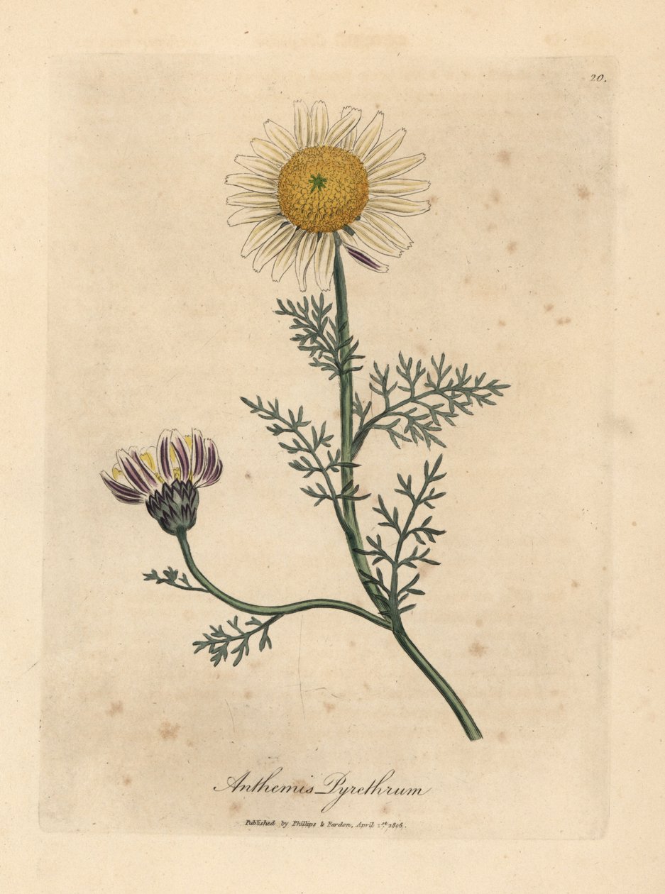 Vit och gul spansk kamomill, Anthemis pyrethrum av James Sowerby