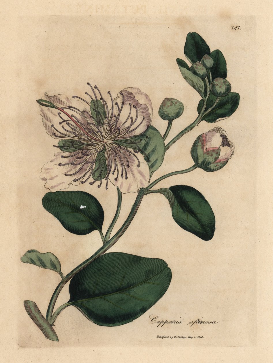 Vitblommig kaprisbuske, Capparis spinosa av James Sowerby