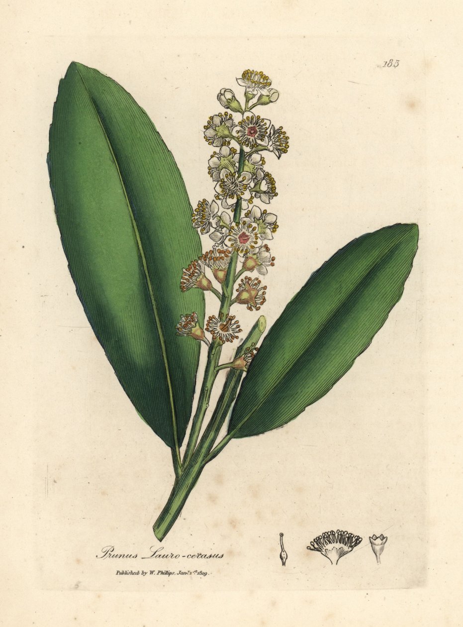 Vitblommigt körsbärslagerträd, Prunus laurocerasus av James Sowerby