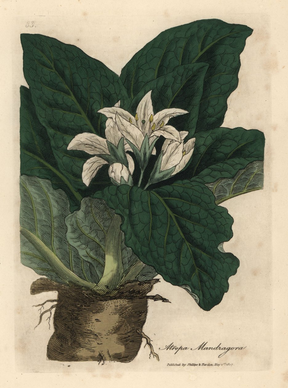 Vitblommig mandrake, Atropa mandragora av James Sowerby