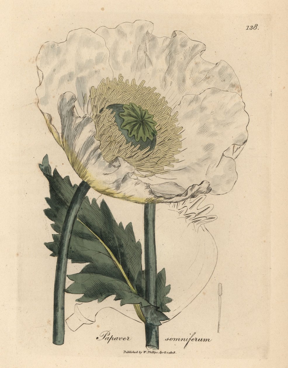 Vit vallmo, Papaver somniferum av James Sowerby