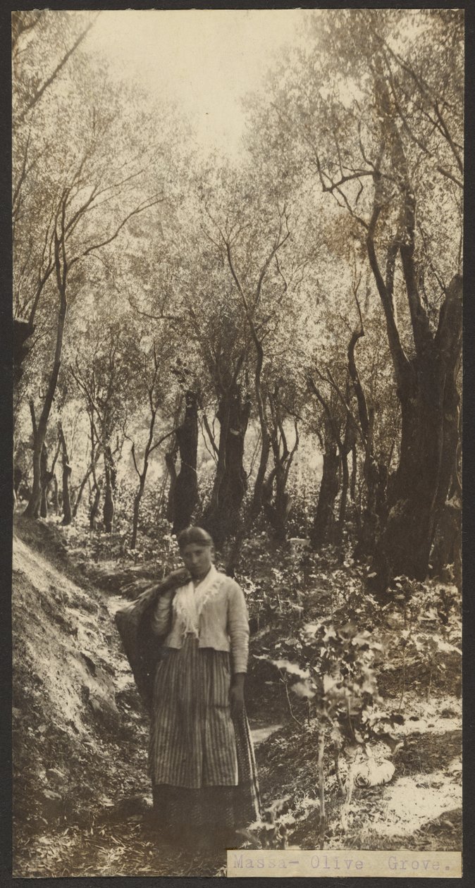 Mässa - Olivlund av James W. Holcombe