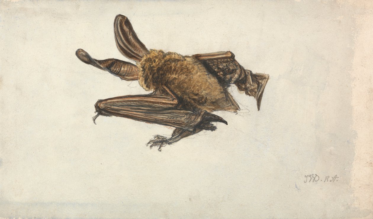 茶色の耳の長いコウモリ (Plecotus auritus) スウェーデン語 av James Ward
