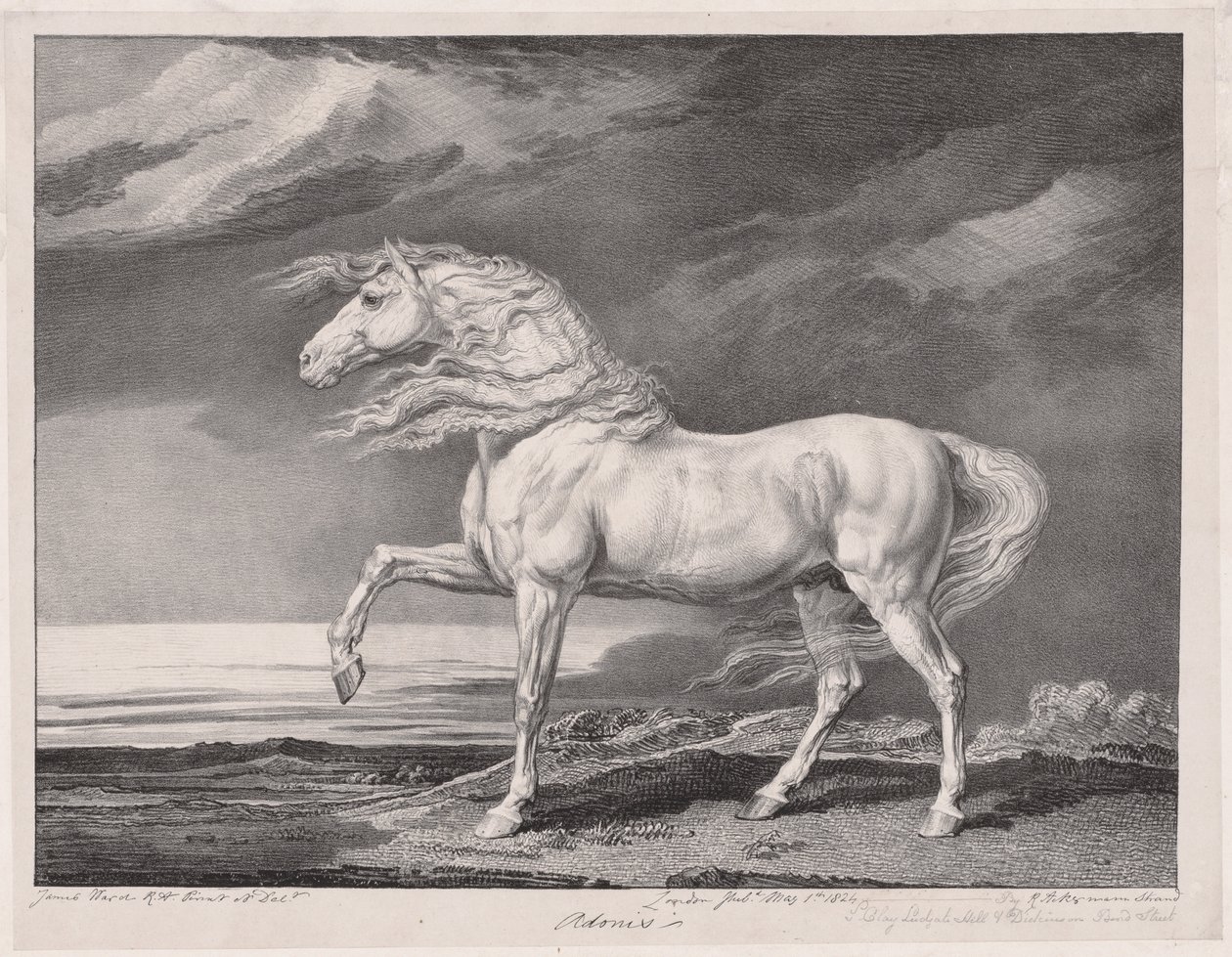 Fjorton berömda hästar: Adonis, 1824. av James Ward