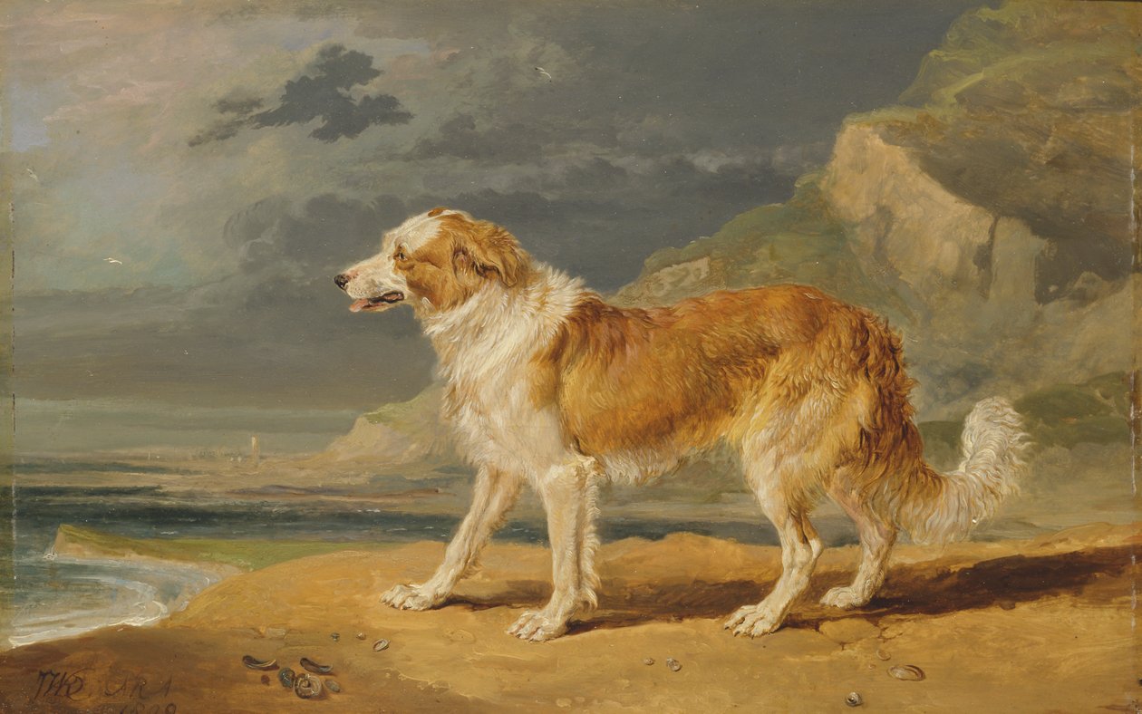 Grovbelagd Collie av James Ward