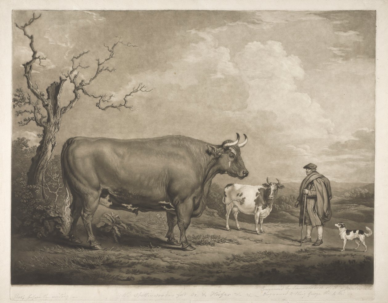 Spottiswoode Oxen av James Ward