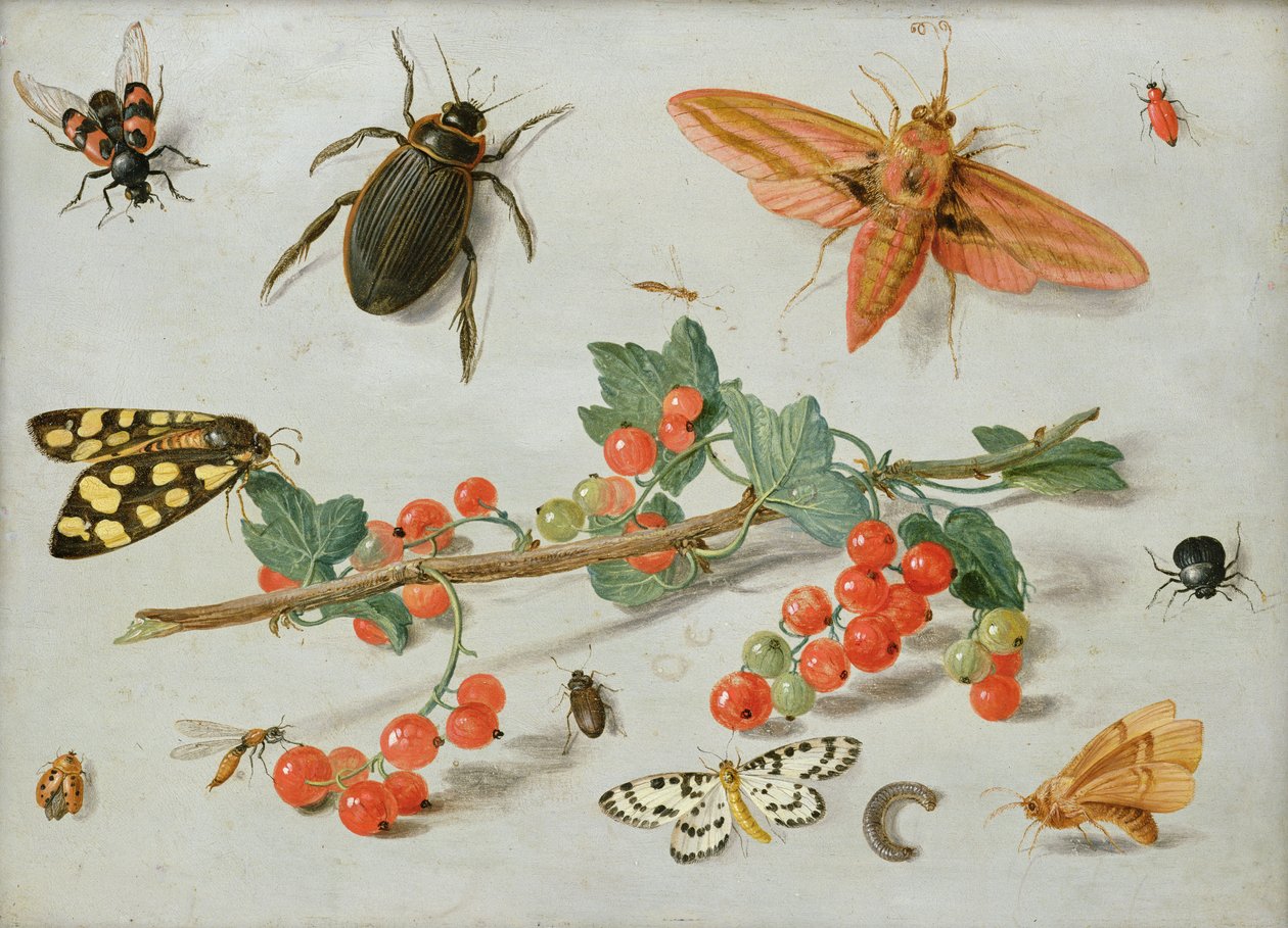 En kvist røde ribs med en elefanthøgmøl, en skatemøl og andre insekter, 1657 (olie på kobber) swed av Jan van Kessel the Elder