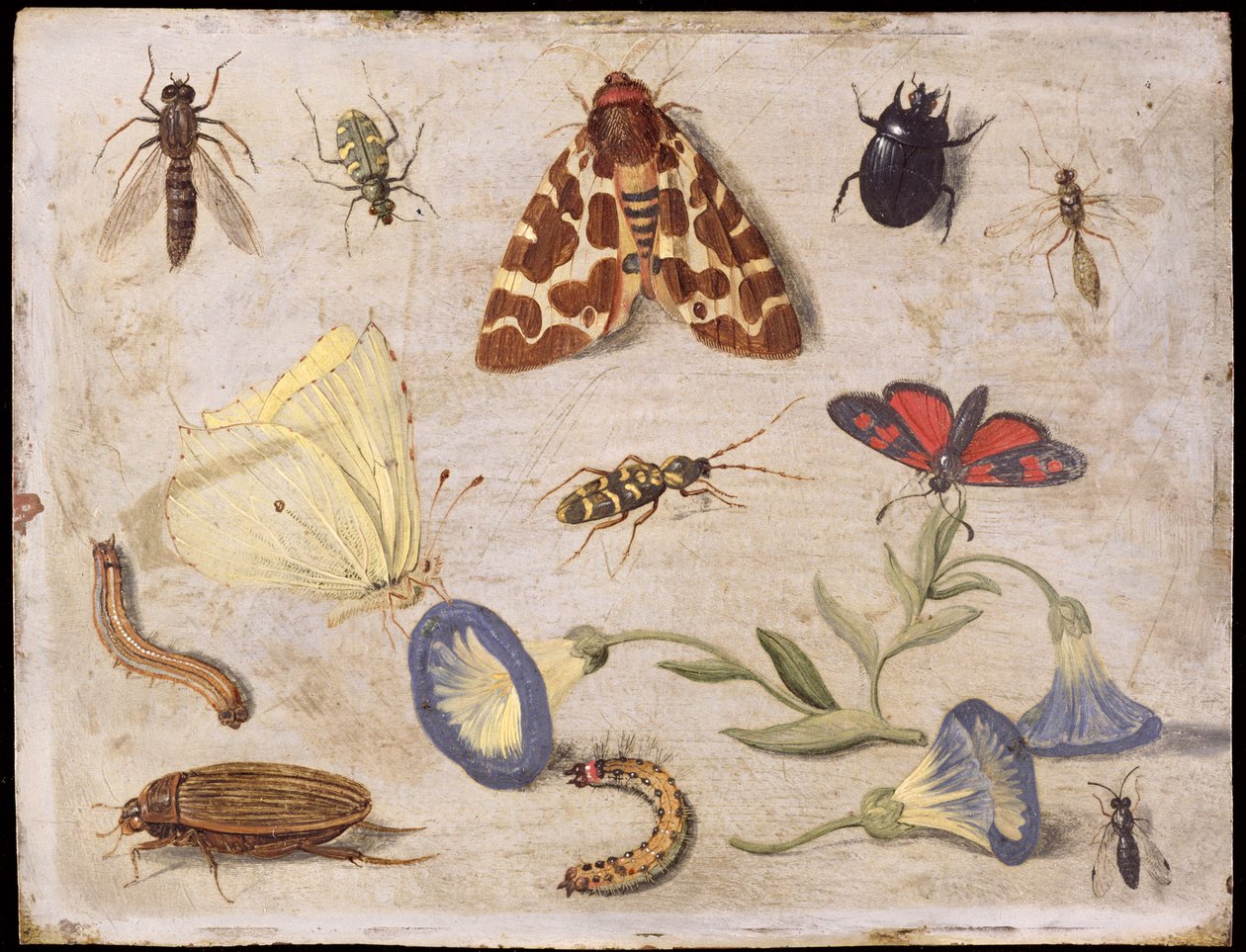 Insekter (olja på koppar) av Jan van Kessel the Elder