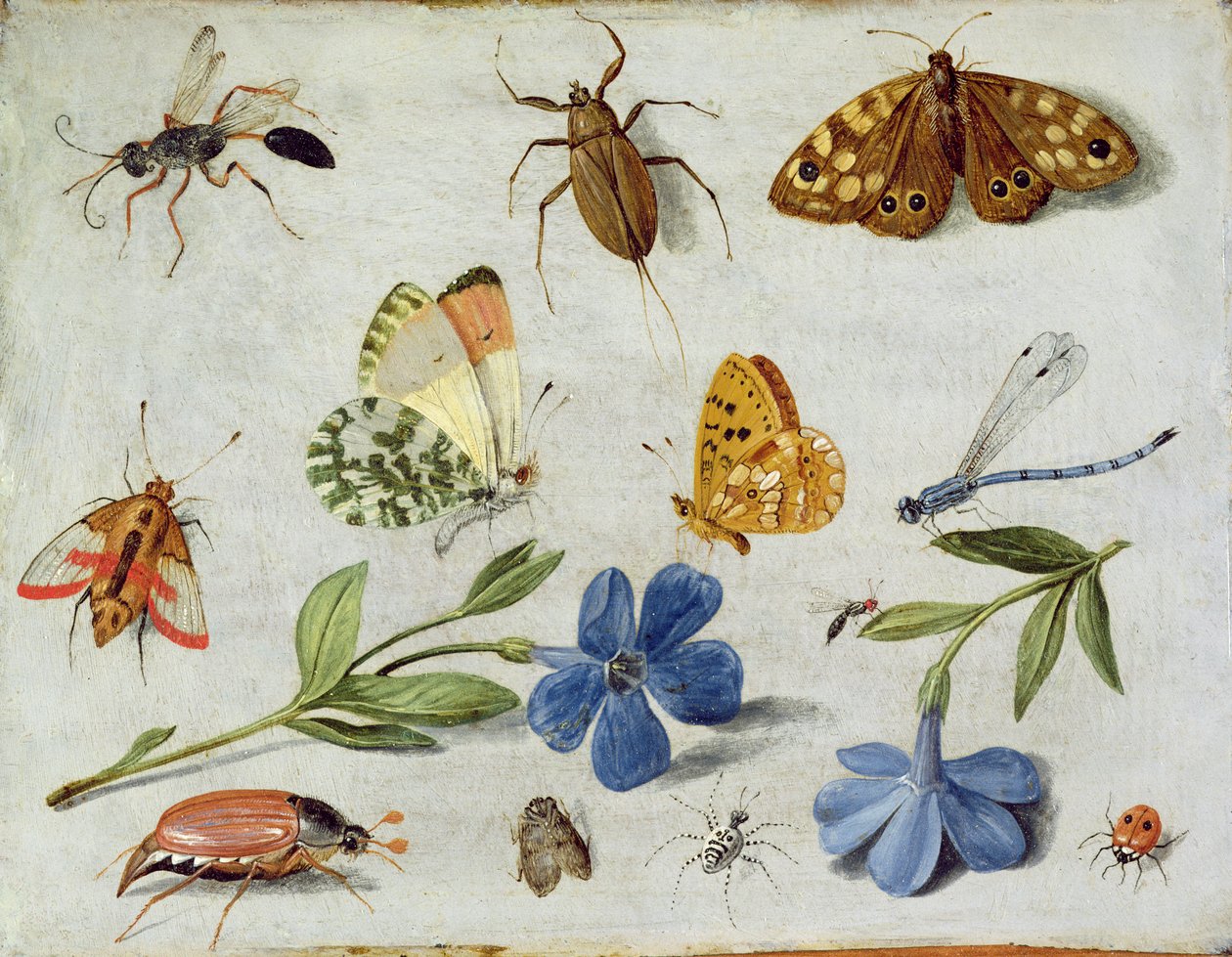 Insekter (olja på koppar) av Jan van Kessel the Elder