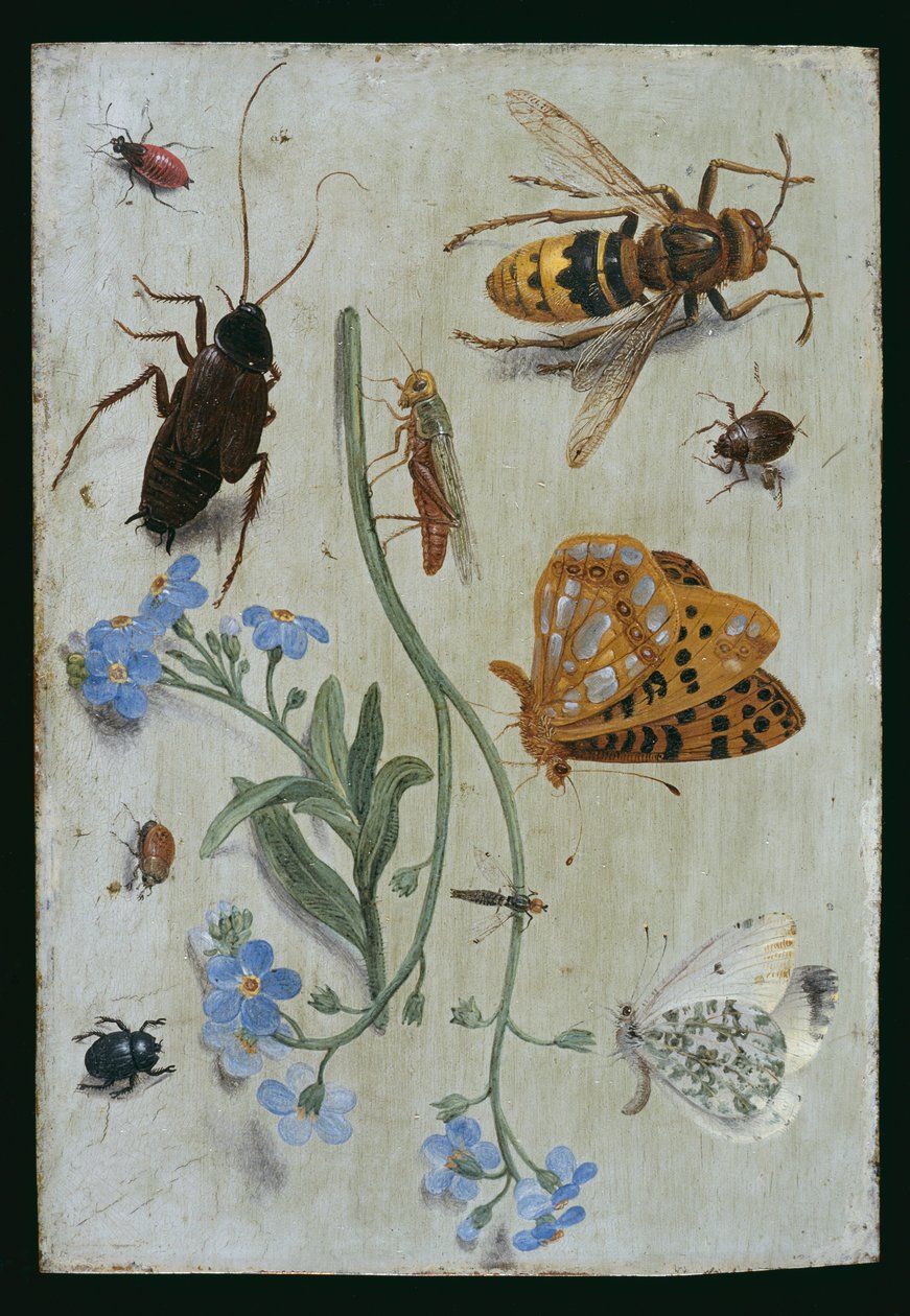 Insekter (olja på koppar) av Jan van Kessel the Elder