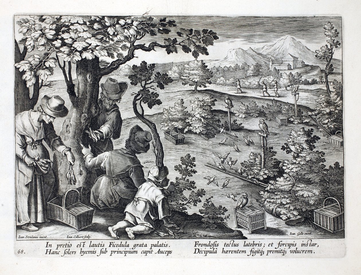 Fågelfångare som använder ugglor och förklädnad för att fånga Figpeckers, illustration från 