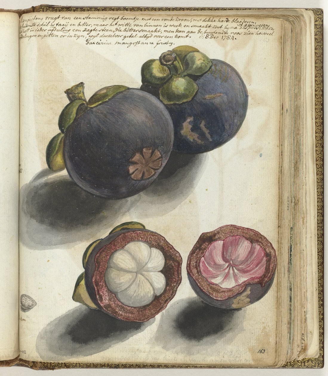 Mangostan av Jan Brandes