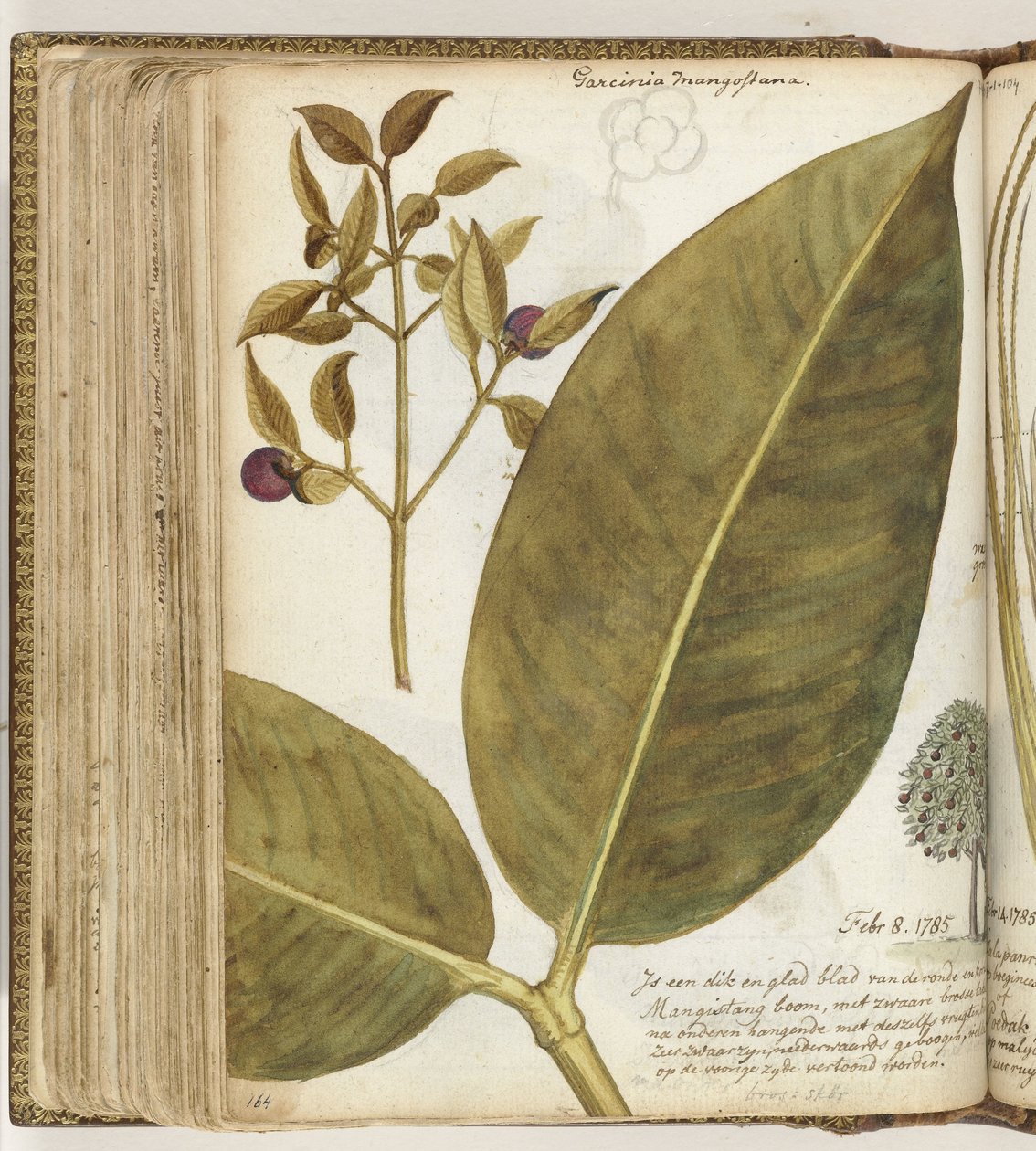 Mangostan av Jan Brandes