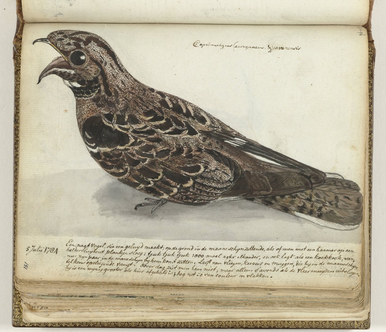 Nightjar av Jan Brandes