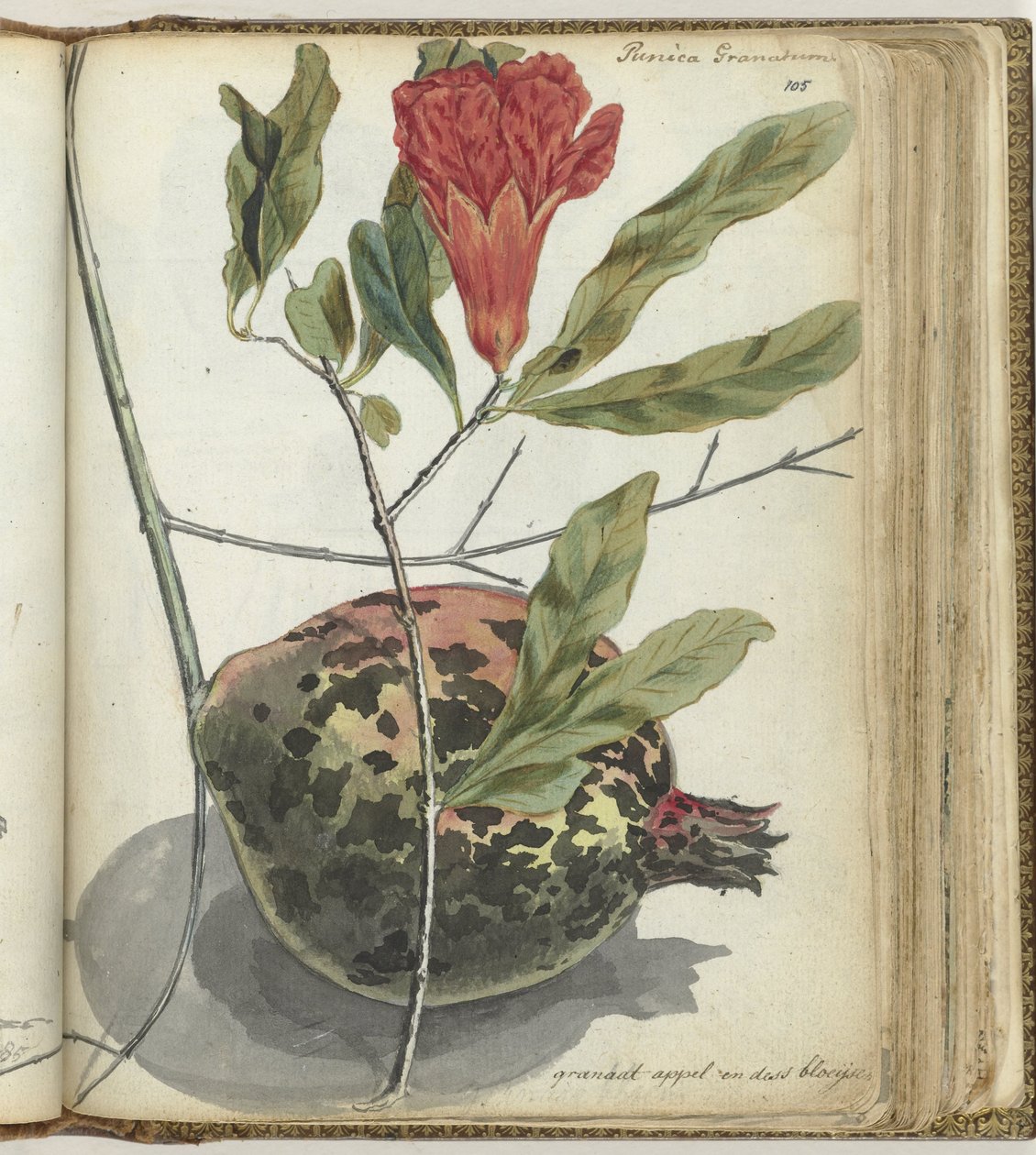 Granatäpple av Jan Brandes