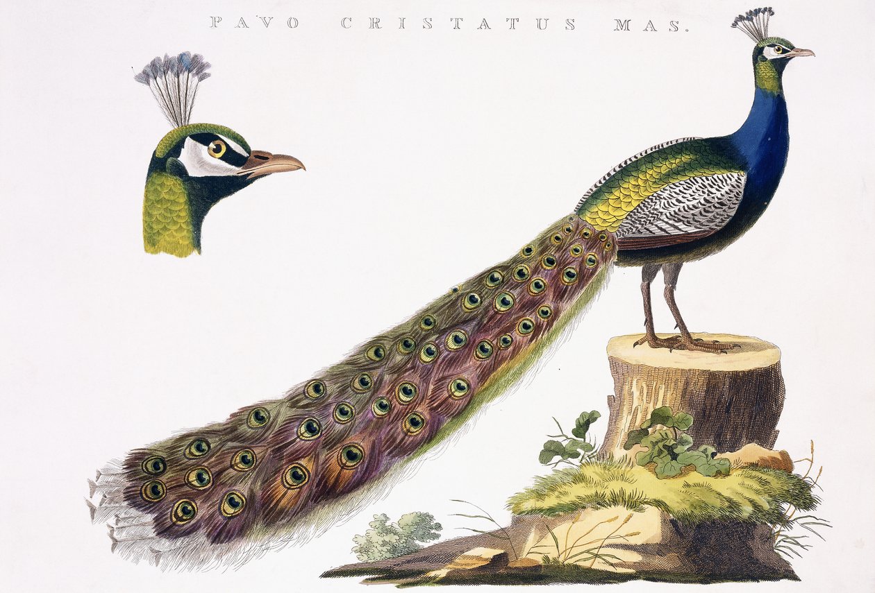 Påfågel, ca 1809-1829 av Jan Christiaen Sepp