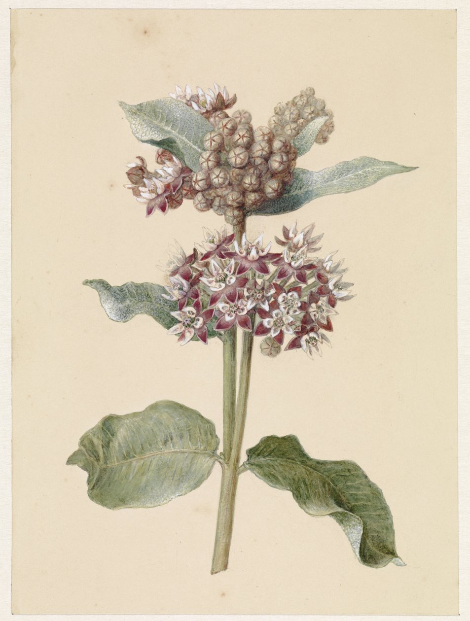 Blommande Asclepias-arter av Jan Jacob Goteling Vinnis