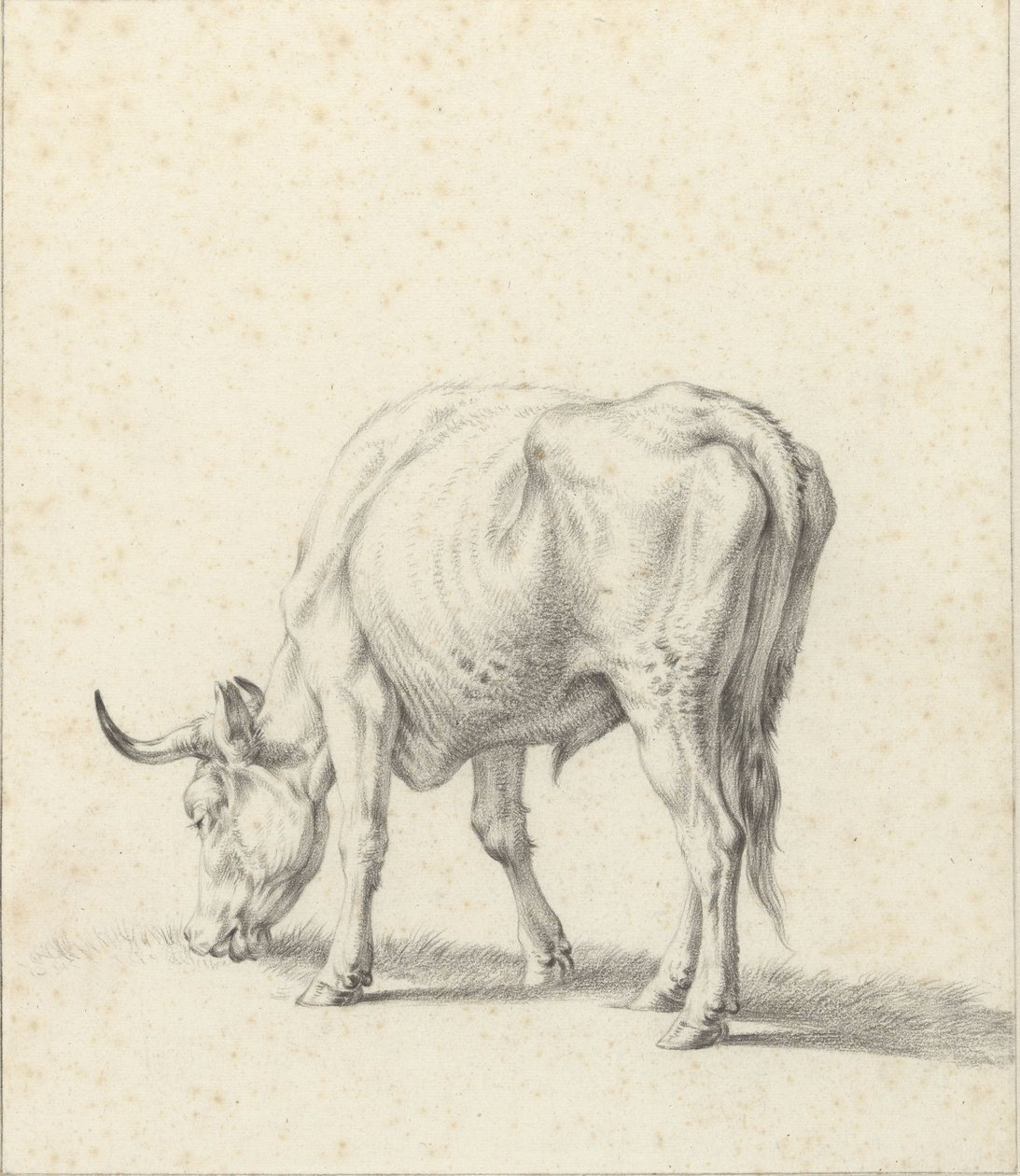 betande tjur av Jan Kobell (II)