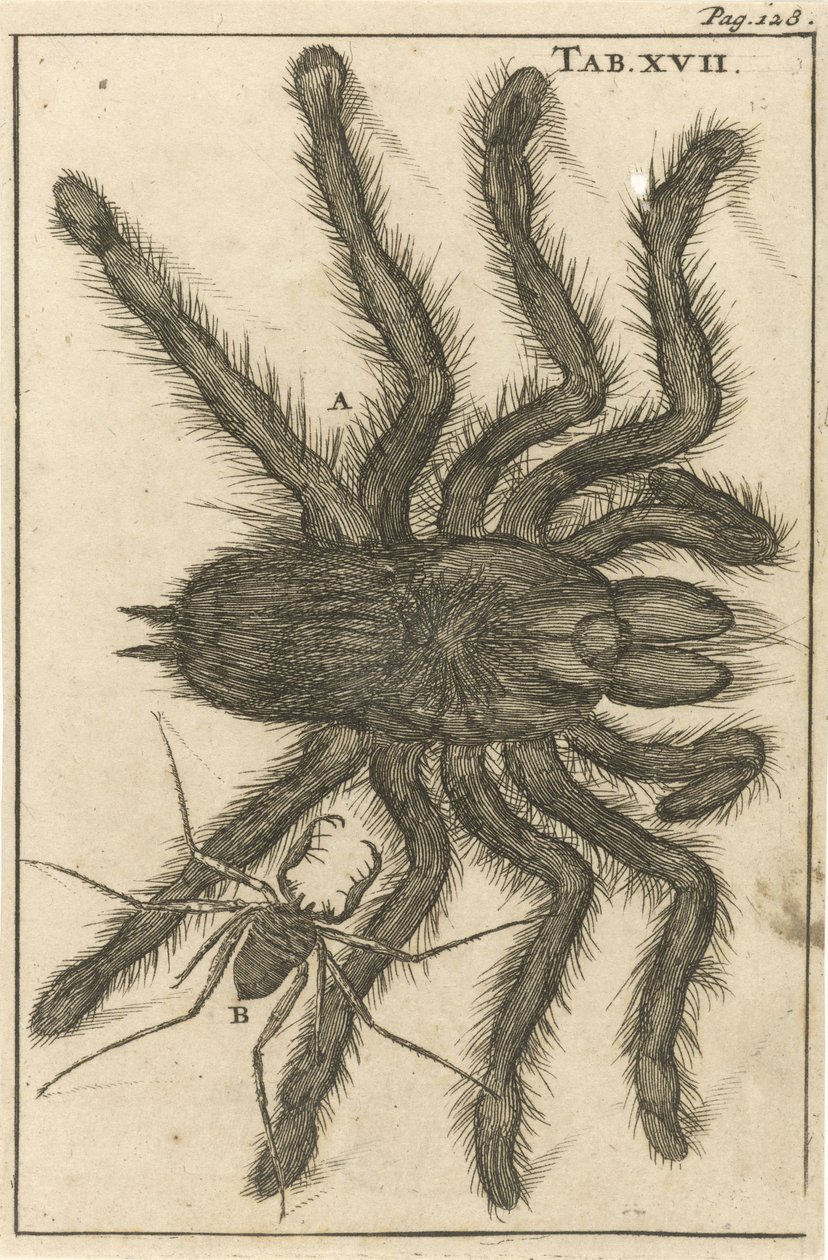 Spindlar XVIII av Jan Luyken
