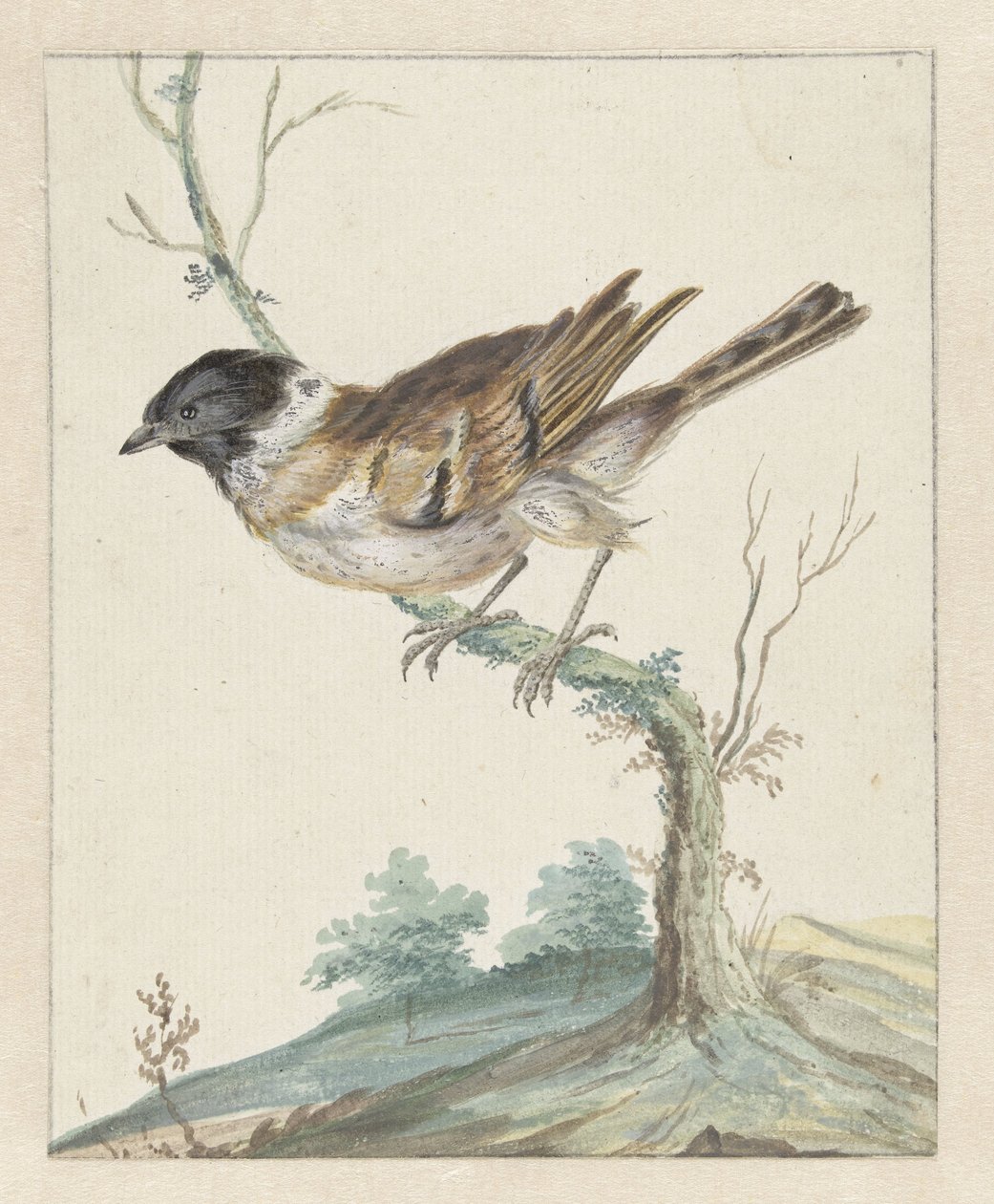 Rietgors (?) av Jan Baptist Weenix