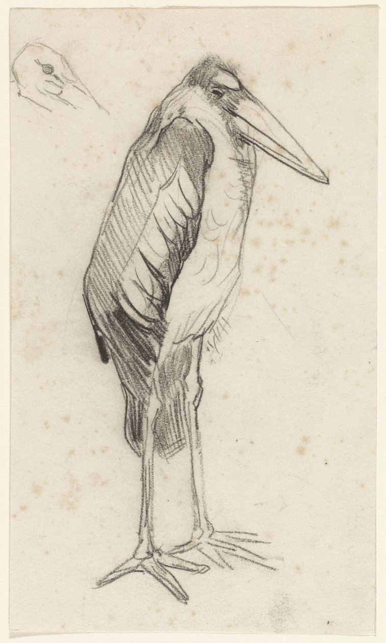 Marabou av Jan van Essen