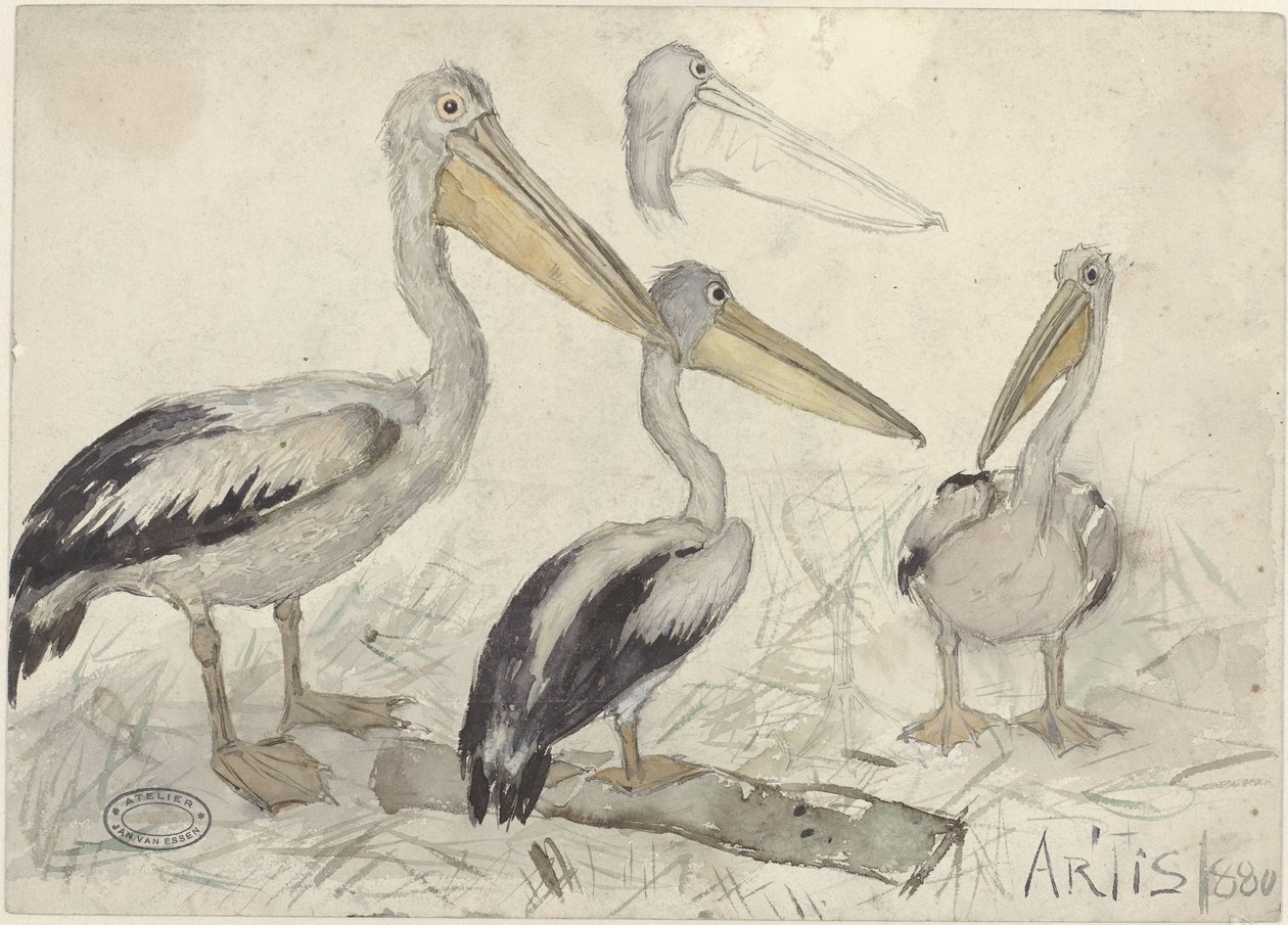 Pelikaner i Artis Zoo av Jan van Essen