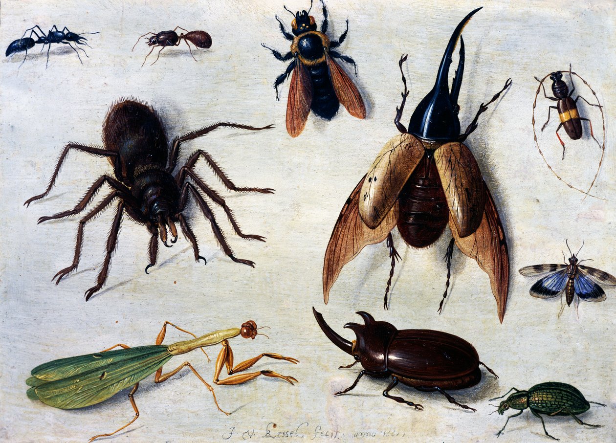 Insekter av Jan van the Elder Kessel