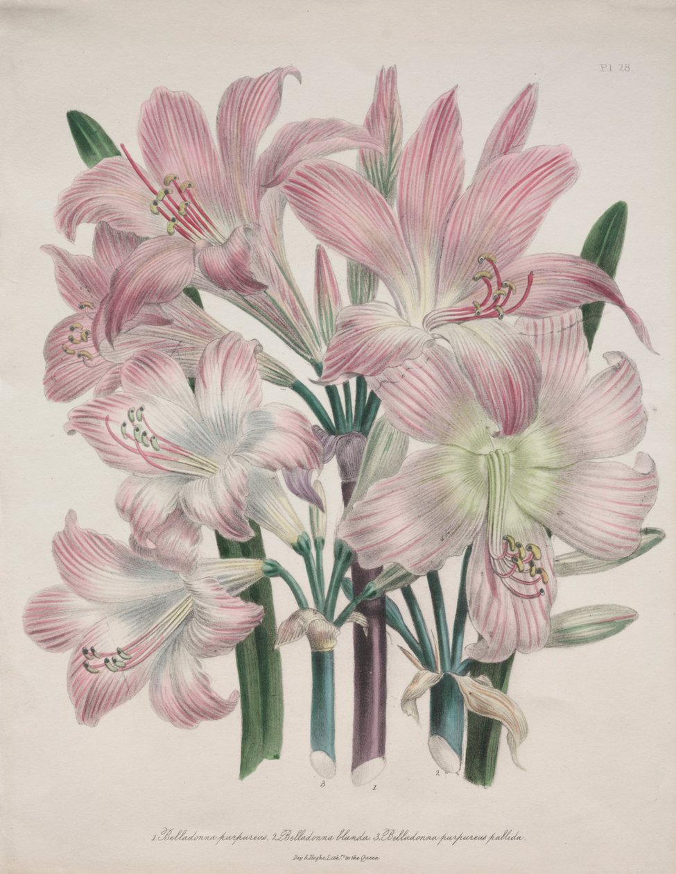 Belladonna Lily: Amaryllis belladonna av Jane Loudon