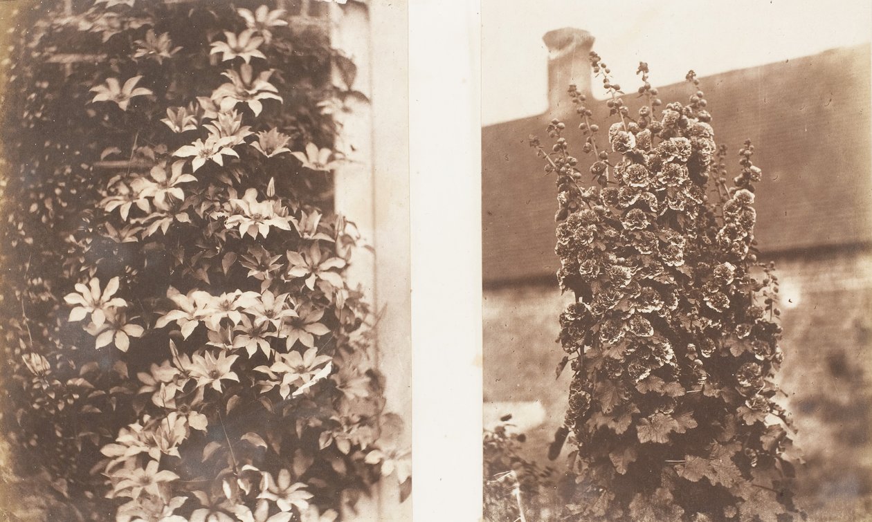 Clematis Cerulea, stockrosor, 1853-56. av Jane Martha St. John