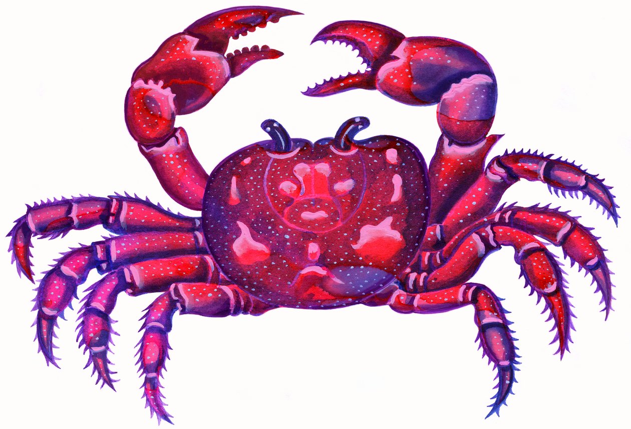 Cancer the Crab, 1996, (bläck och gouache) av Jane Tattersfield