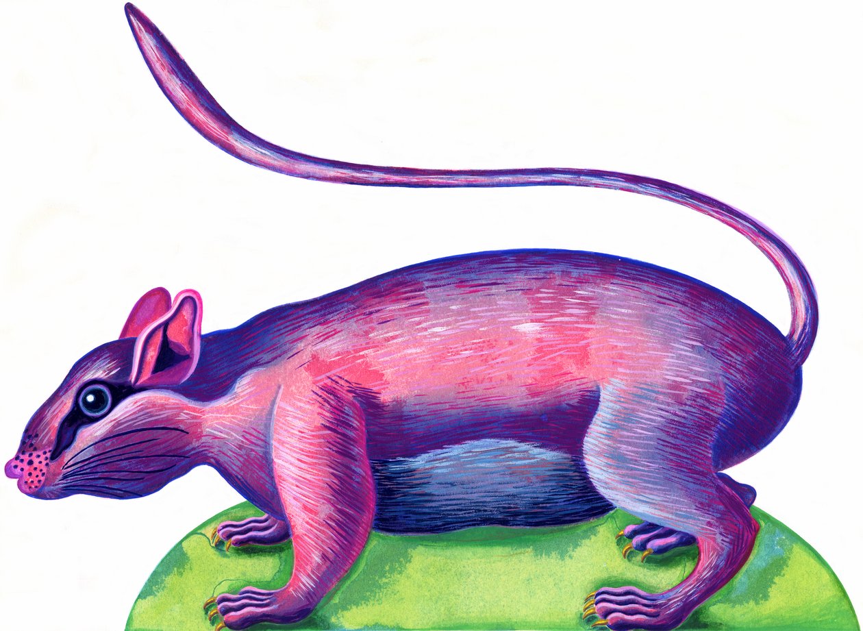 Rat, 1996, (bläck och gouache) av Jane Tattersfield