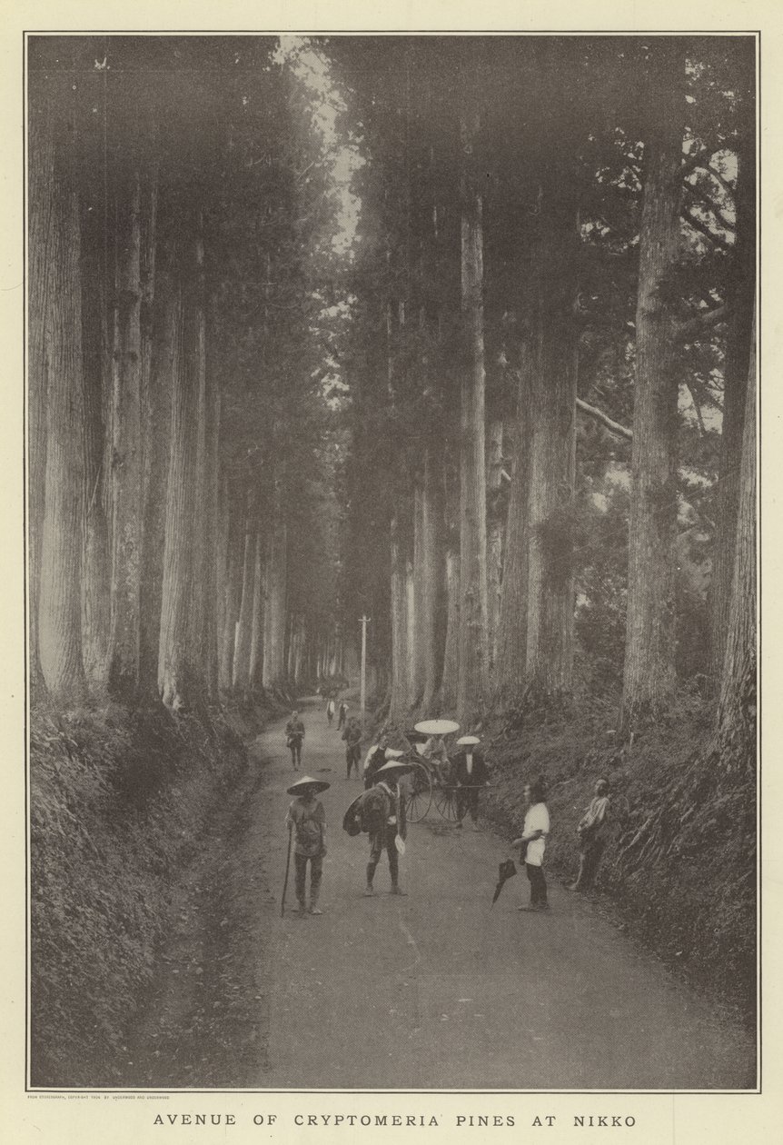 Avenue of Cryptomeria tallar vid Nikko av Japanese Photographer