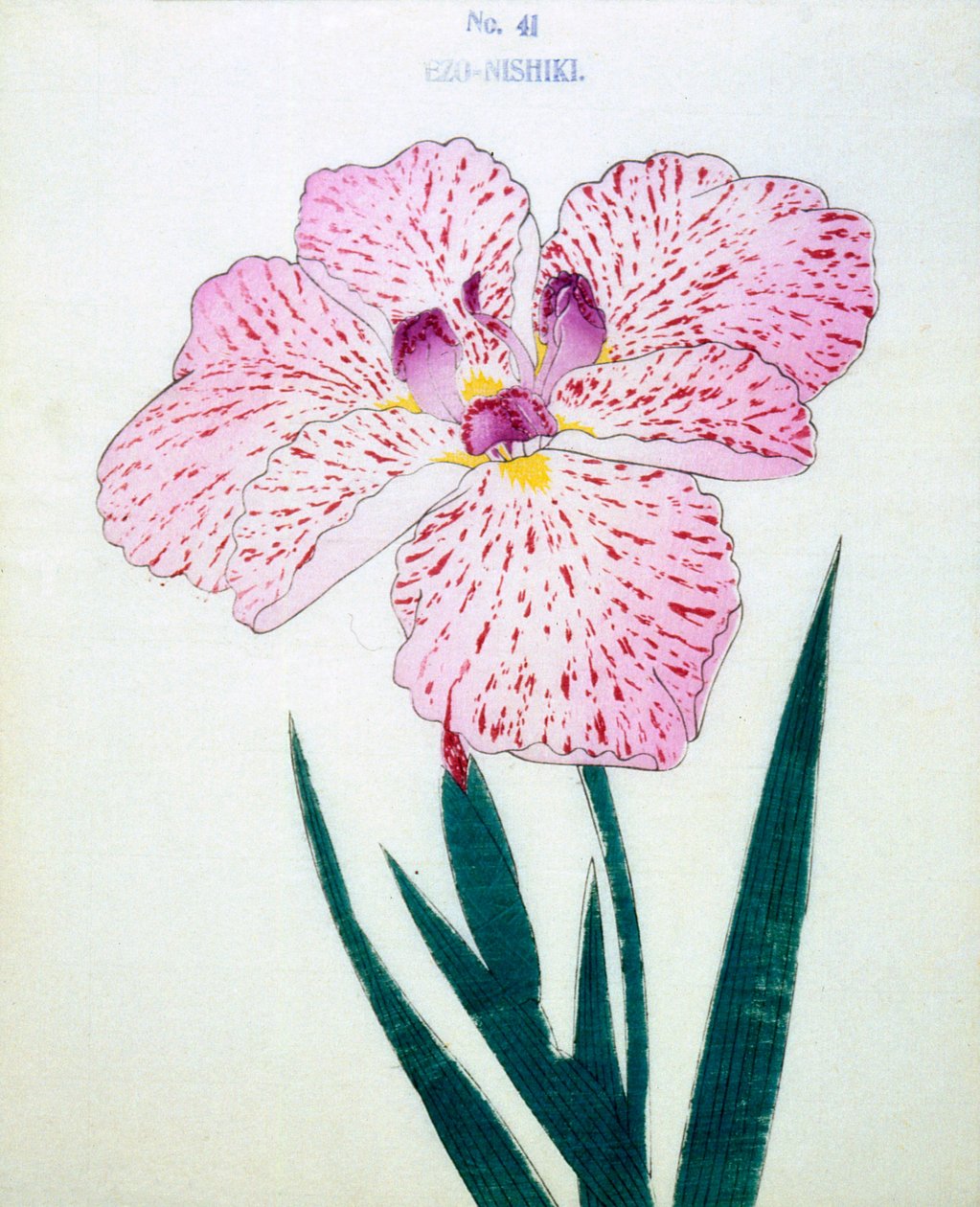 Ezo-Nishiki, av. 41, 1898 av Japanese School