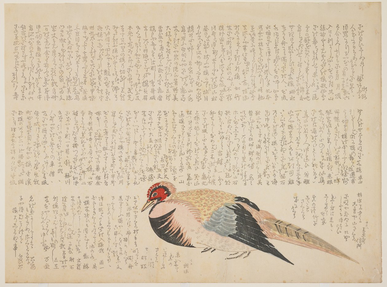 Fasan, ca 1818-29 (träblock i färg) av Japanese School