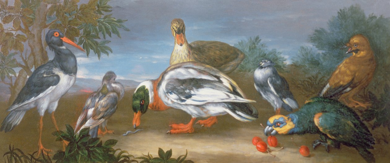 Ett landskap med papegojor, ankor och duvor av Jean Baptiste Monnoyer