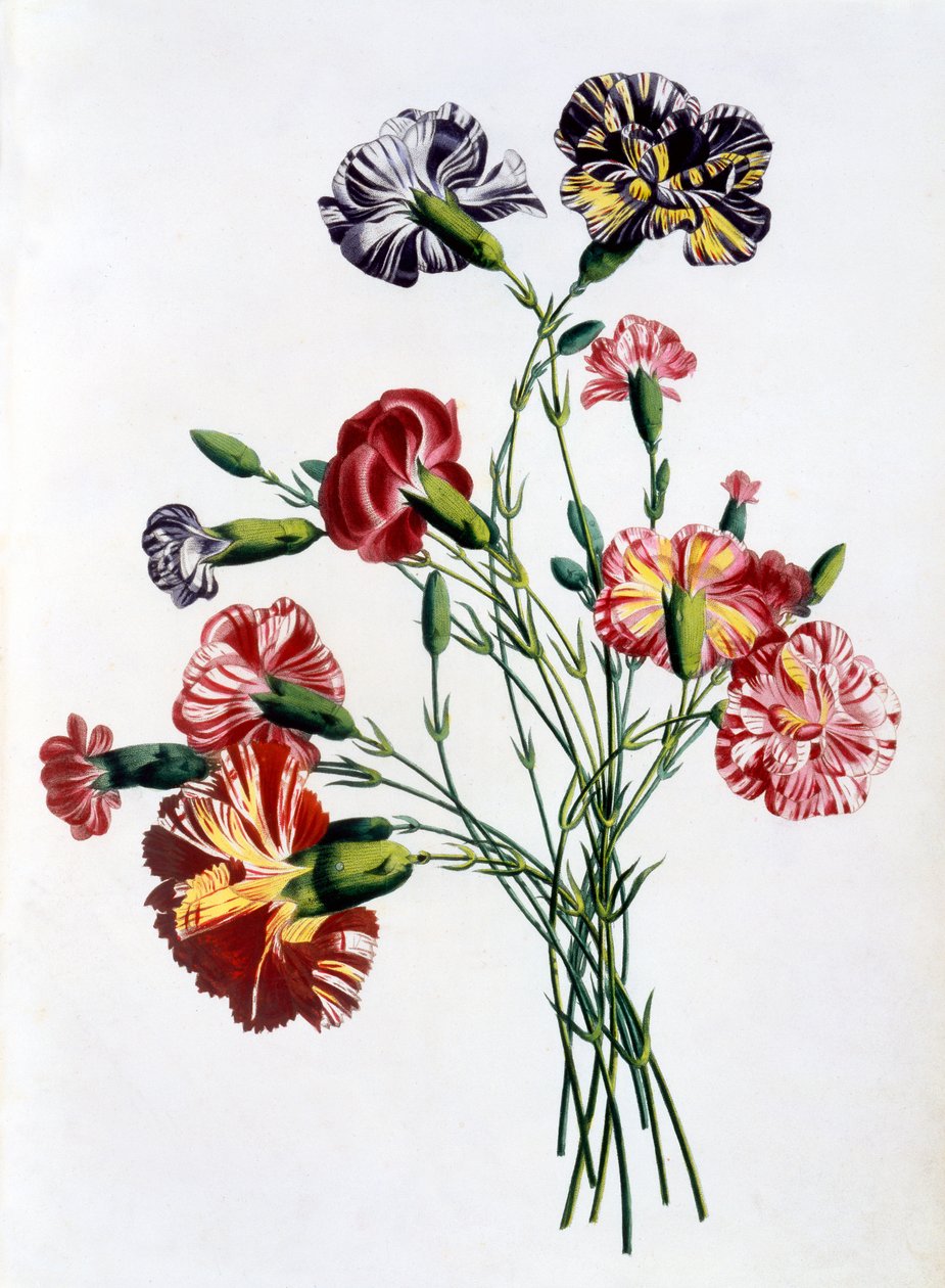 Bukett av nejlikor, från "Collection des Fleurs et des Fruits d