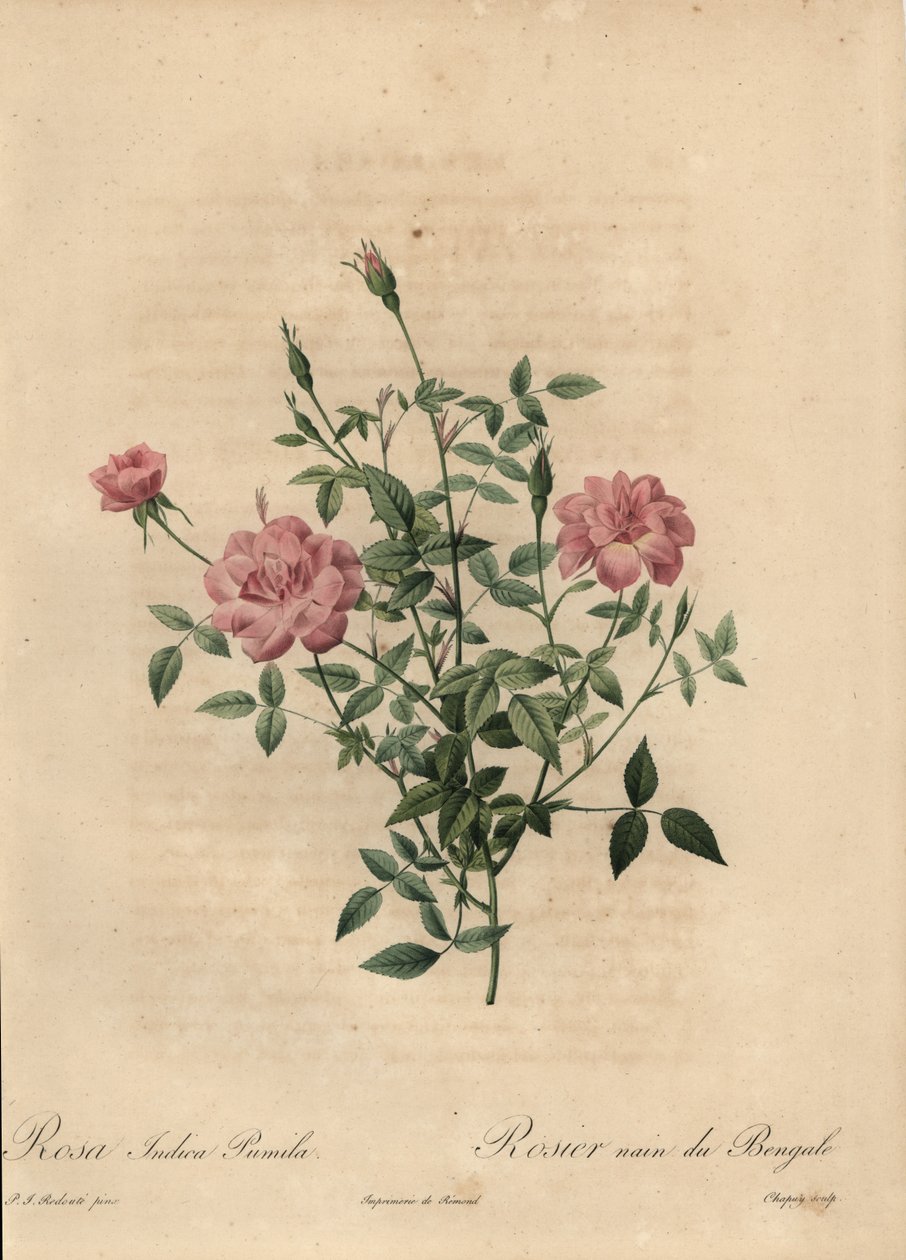 Rosa miniatyr Kinaros, Rosa chinensis. av Jean Baptiste Chapuy
