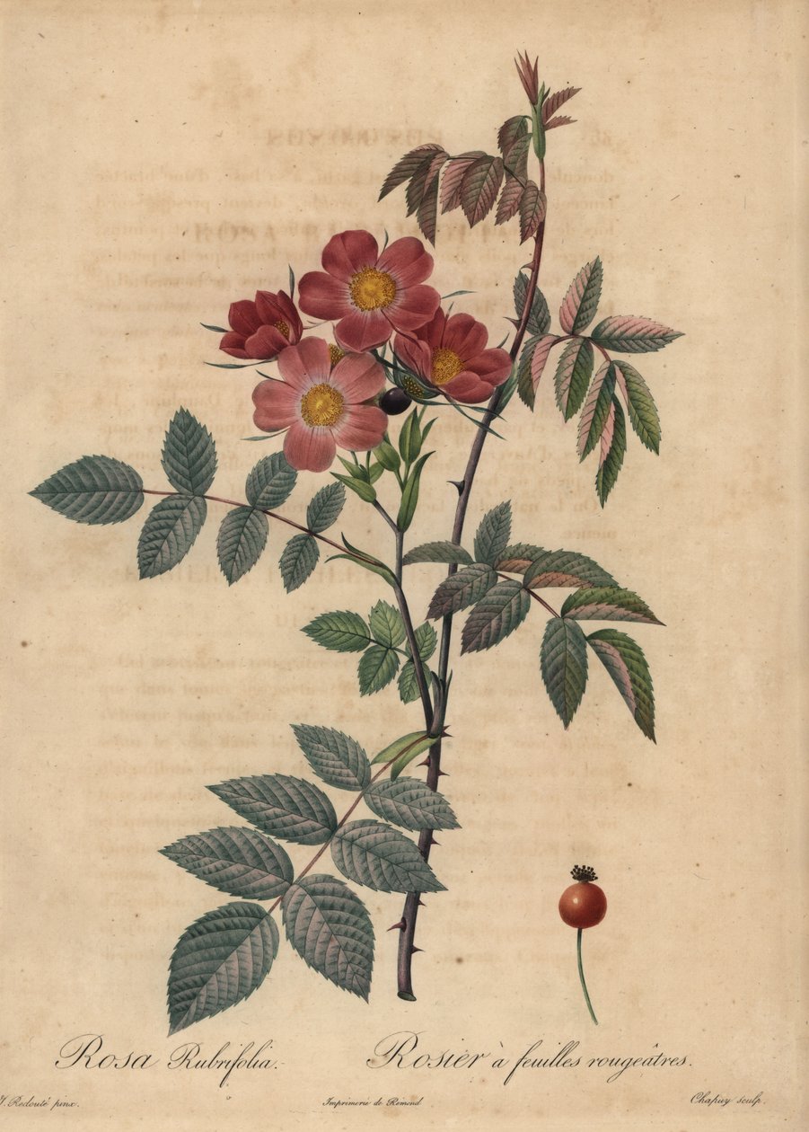 Rödbladsros, Rosa glauca. av Jean Baptiste Chapuy