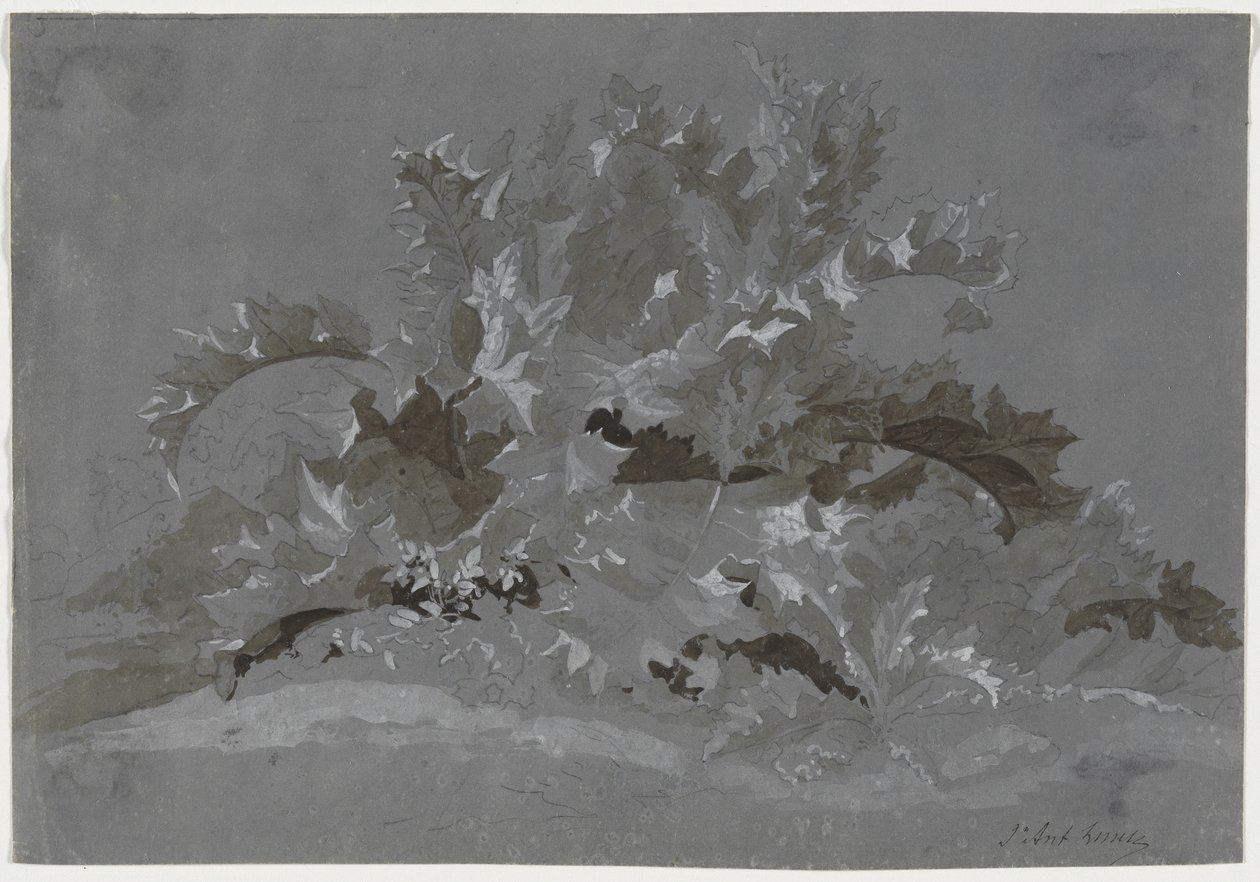 Studie av ogräs, 1800-1850. av Jean Antoine Linck