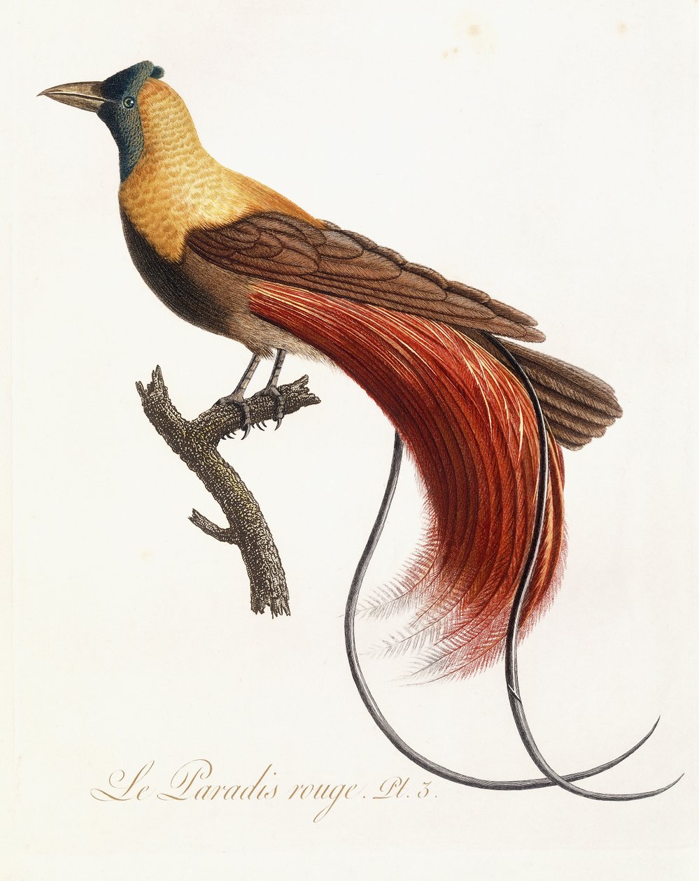 Det röda paradiset, 1802 av Jean Baptiste Audebert