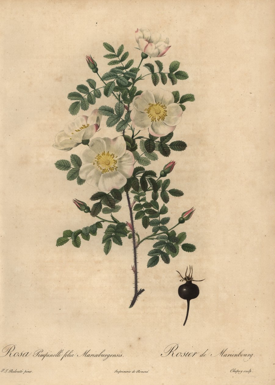 Marienbourgs brunros, Rosa pimpinellifolia Mariaeburgensi av Jean Baptiste Chapuy