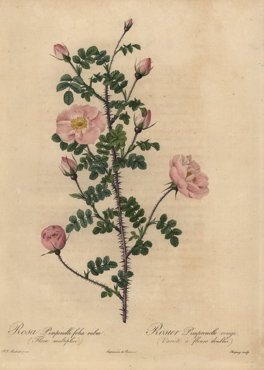 Rosa Burnetrosa, Rosa pimpinellifolia. av Jean Baptiste Chapuy