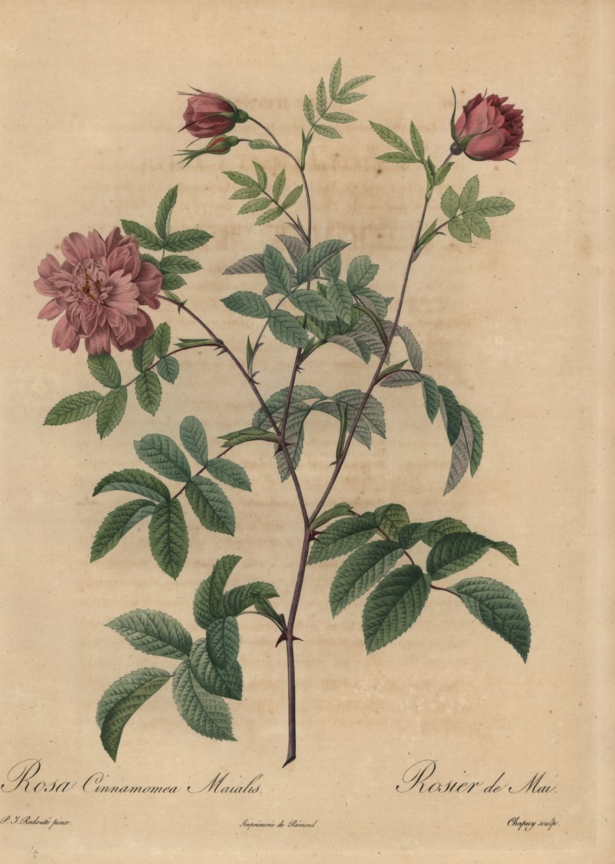 Rosa kanelros, Rosa majalis. av Jean Baptiste Chapuy