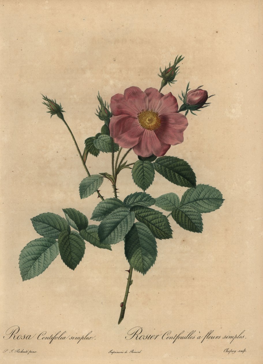 Rosa ros, Rosa centifolia simplex. av Jean Baptiste Chapuy