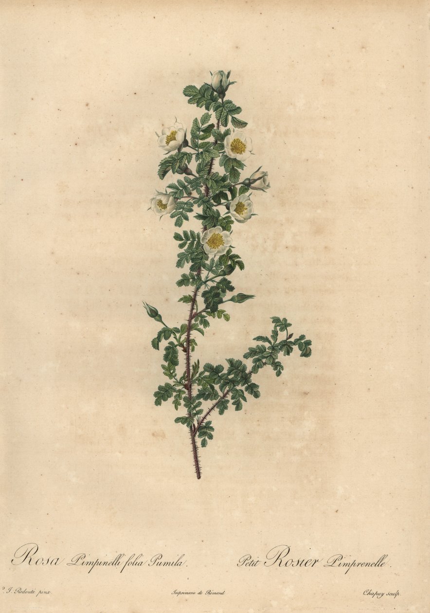 Vit brunros, Rosa pimpinellifolia Pumila. av Jean Baptiste Chapuy