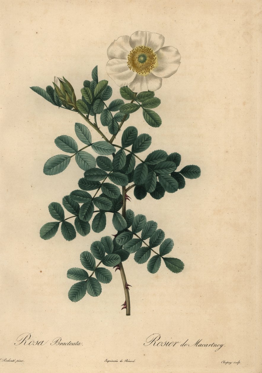 Vit kycklingsros, Rosa bracteata, av Jean Baptiste Chapuy