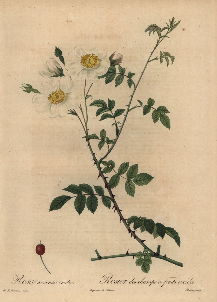 Vit åkerros, Rosa arvensis. av Jean Baptiste Chapuy